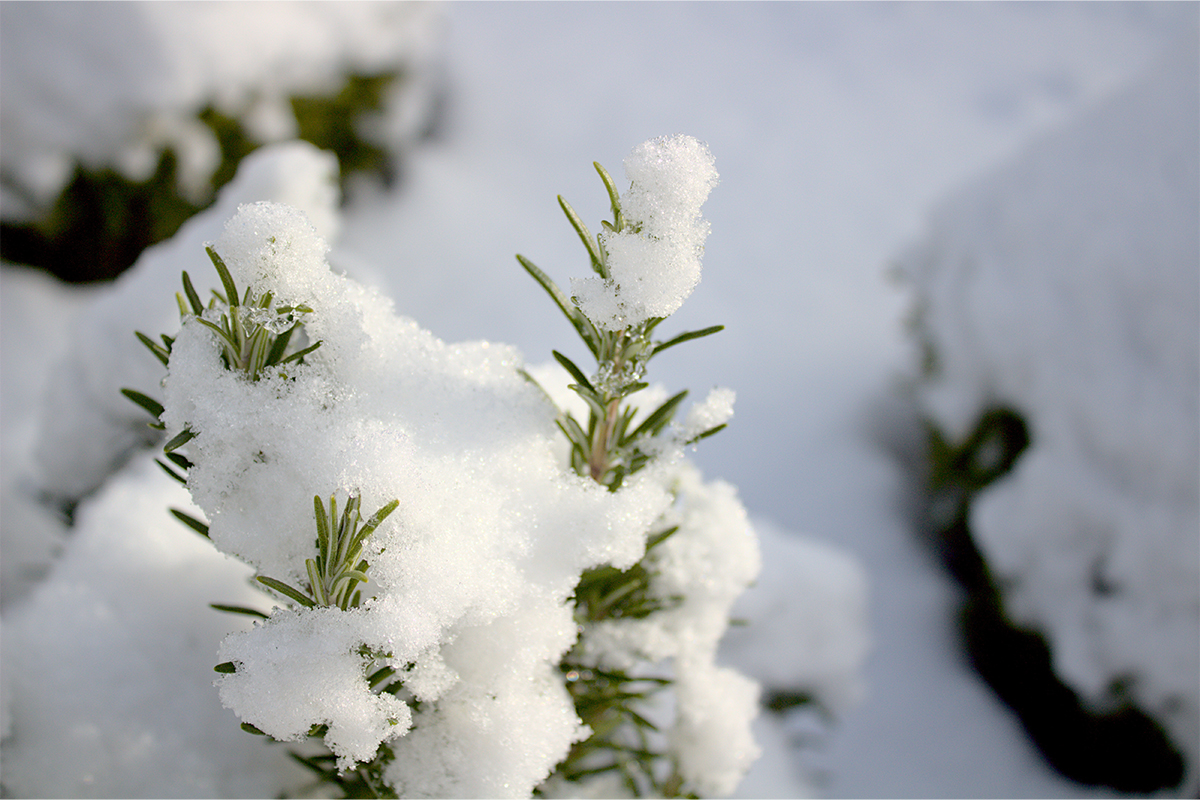 Rosmarin-Pflanzen, die unter einer Schneedecke überwintern [Foto: AdobeStock_Martina]