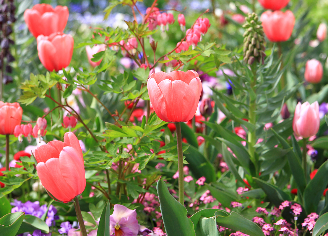 Tulpen im Beet Foto: AdobeStock_stockpics