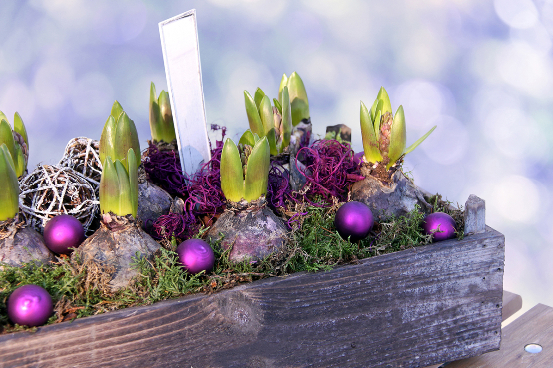 Weihnachtsdeko im Garten mit Hyazinthen [Foto: AdobeStock_Kristina Rütten]