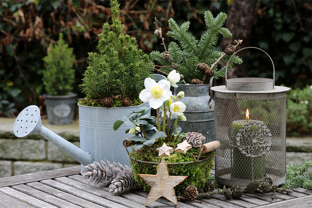 Weihnachtsdeko im Garten mit alter Gießkanne [Foto: AdobeStock_Natalia Greeske]