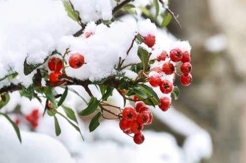 Garten im Dezember Foto: AdobeStock_agneskantaruk