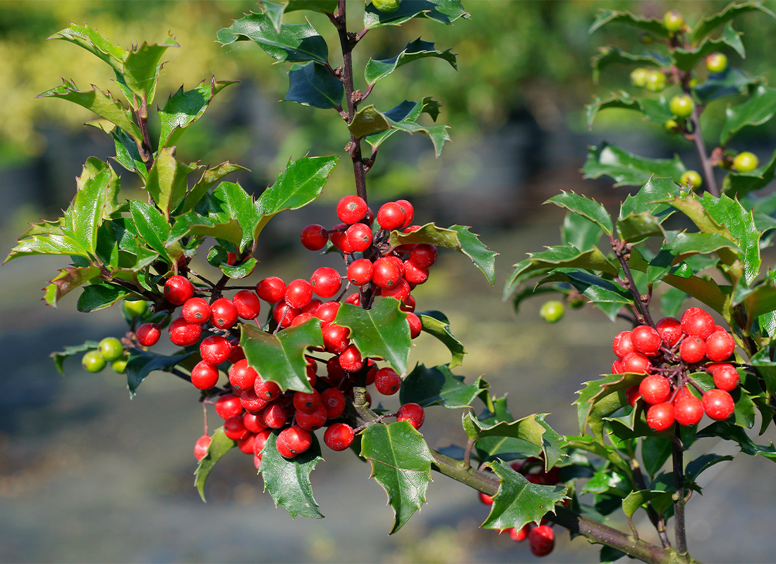 Ilex-Sorten Foto: AdobeStock_7monarda