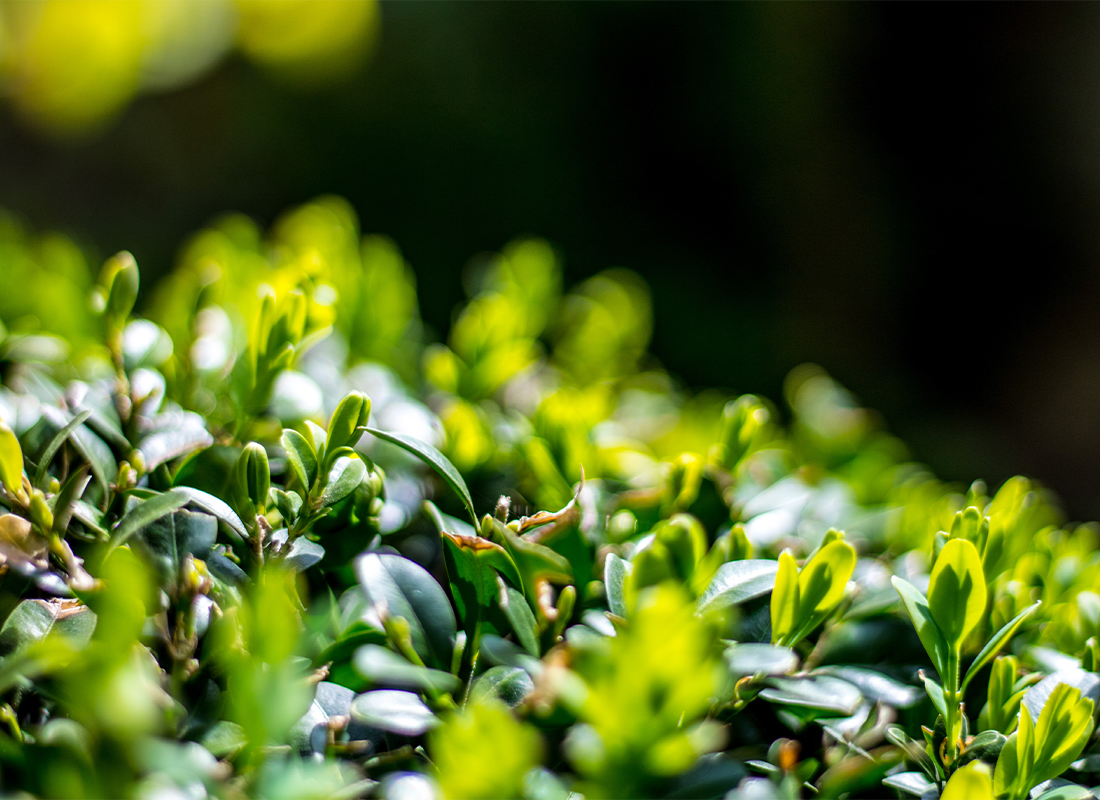 Ilex-Sorten Foto: AdobeStock_Alexandre