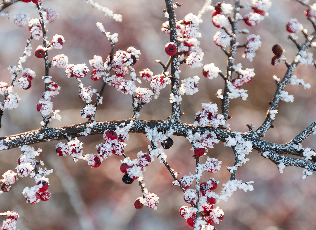 Ilex-Sorten Foto: AdobeStock_ivananikolic