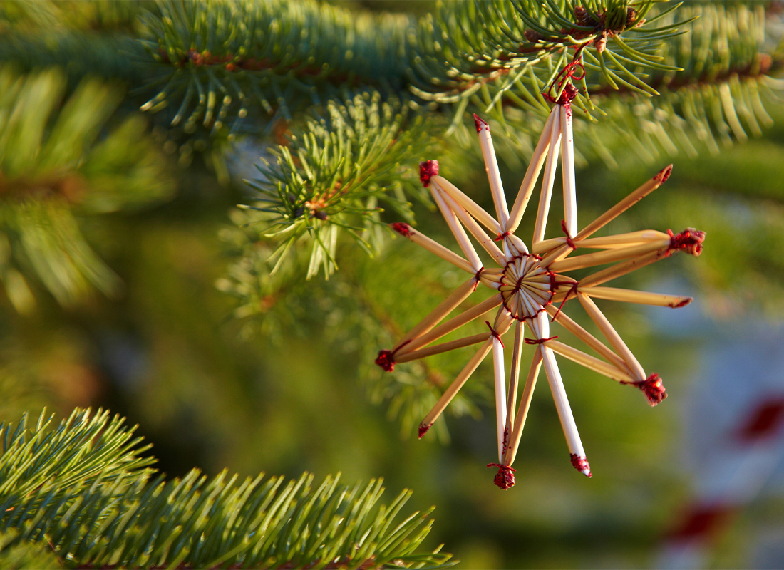 Strohstern basteln Foto: AdobeStock_Robert_Kneschke