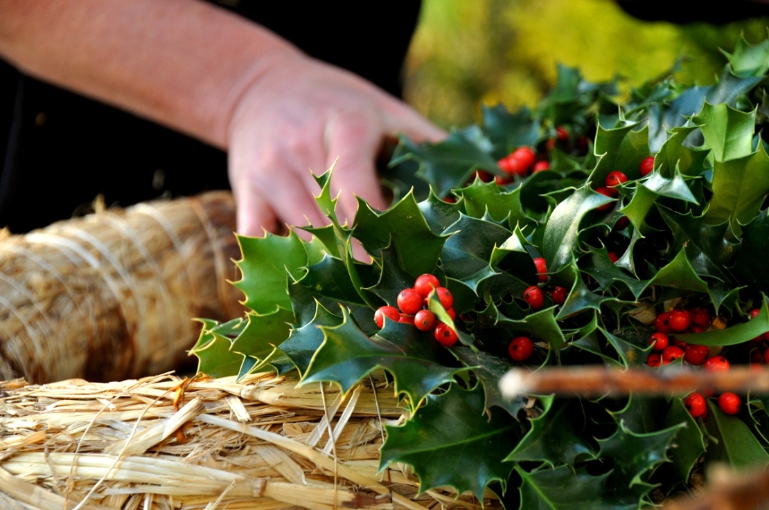 Strohkranz wird mit Ilex, an der rote Früchte hängen, zu einem Weihnachtskranz für die Tür gebunden.