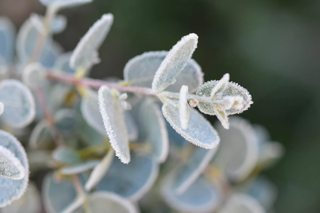 Winterharter Eukalyptus: Das Bild zeigt einen Eukalyptuszweig, dessen gegenständige runde Blätter von einer dünnen Schicht Frost bedeckt sind. [Foto: AdobeStock_Meo]