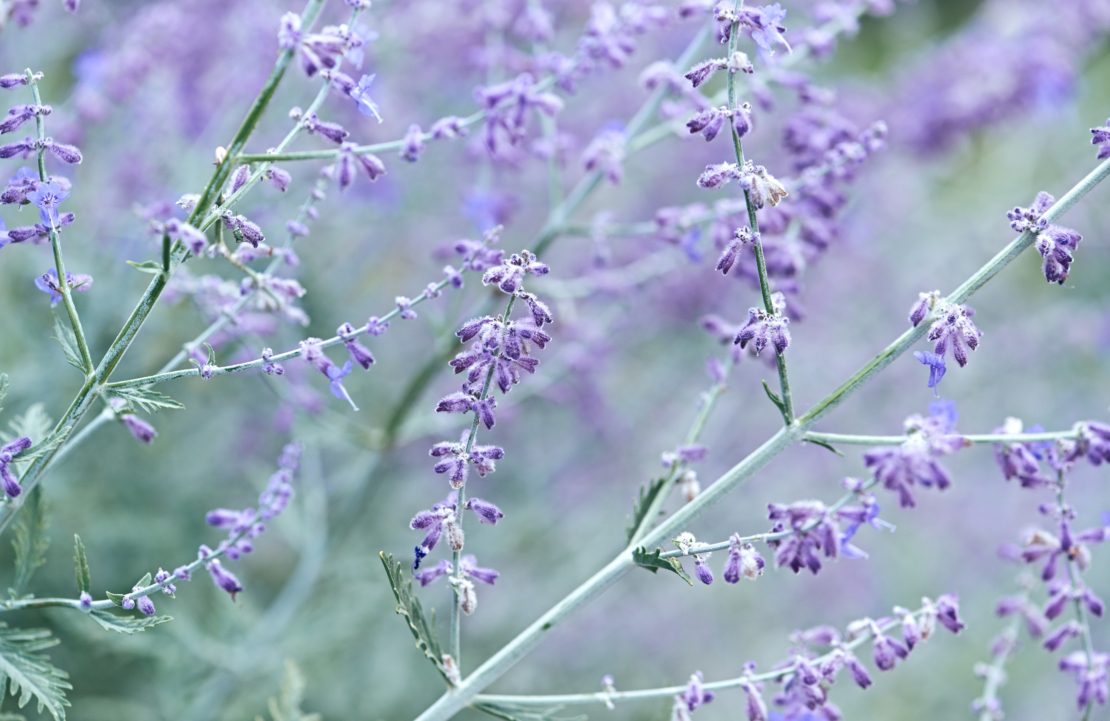 Spätblühende Gehölze – blaublühende Blauraute. Foto: AdobeStock_B.G. Photography