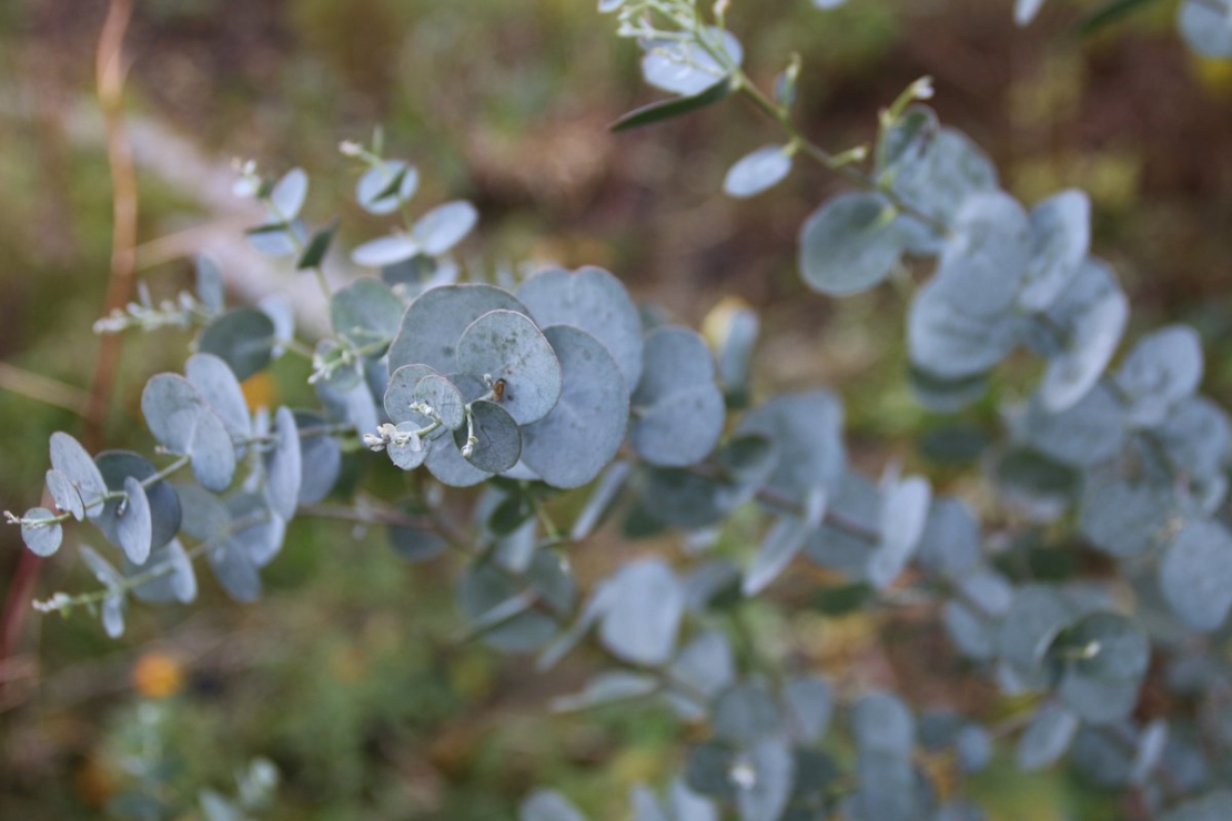 Eucalyptus gunnii ‘Silverana'