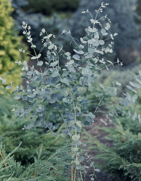 Eucalyptus gunnii