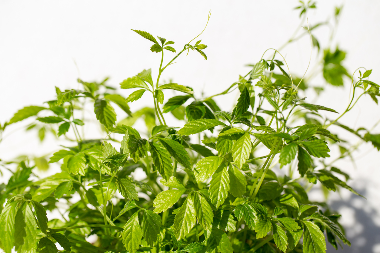 Kraut der Unsterblichkeit, Jiaogulan Staude mit Heilkraft GartenFlora