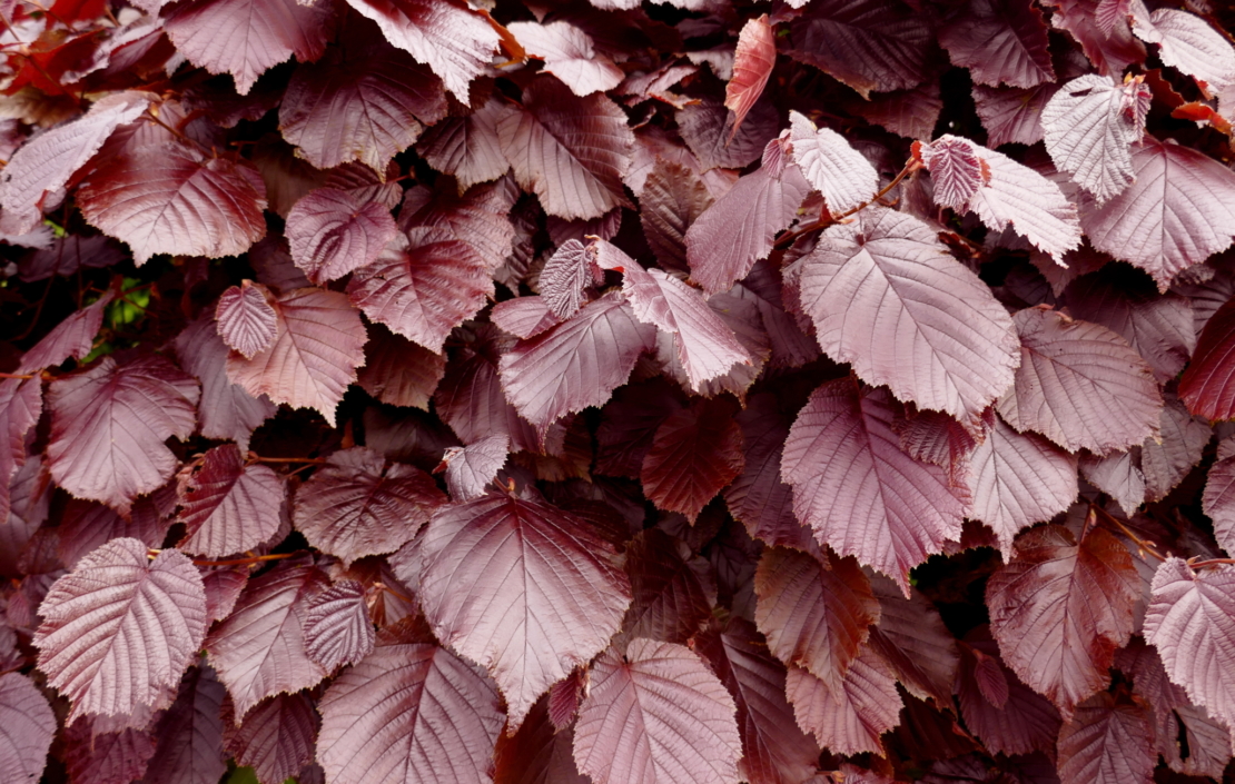 Buchenhecke pflanzen Welche Art für den Garten? GartenFlora
