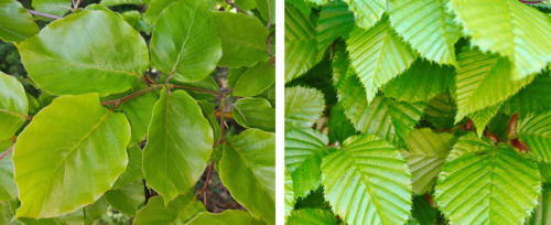 Buchenhecke pflanzen Welche Art für den Garten? GartenFlora