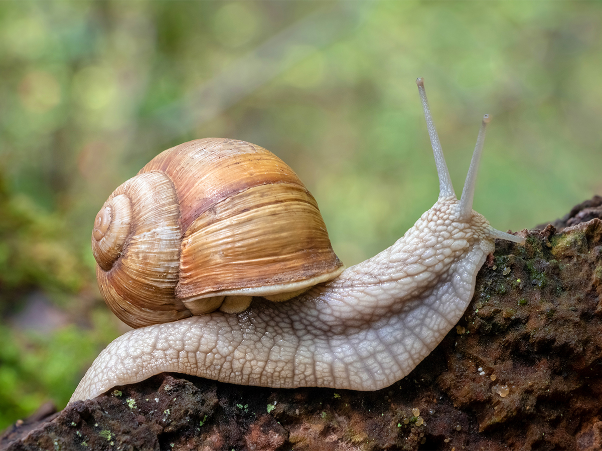 Bodenorganismen Foto: AdobeStock_Jaroslav Machacek