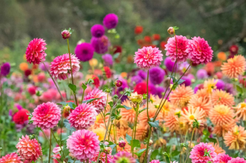 Dahlien in der Natur auf einer Wiese [Foto: AdobeStock_Danita Delimont]