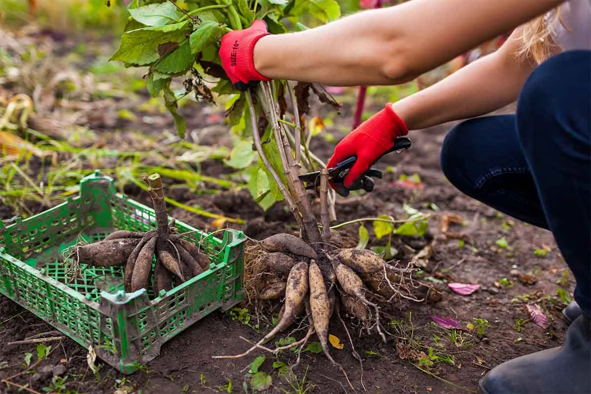 Dahlienwurzel wird beschnitten [Foto: AdobeStock_Maryviolet]