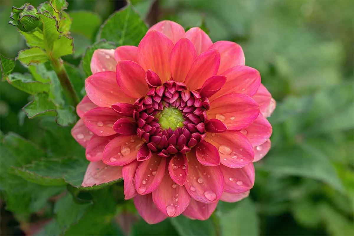 Feuchte Dahlie nach Niederschlag [Foto: AdobeStock_Maryviolet]