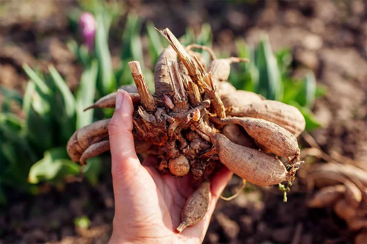 Die Wurzelknollen [Foto: AdobeStock_Maryviolet]
