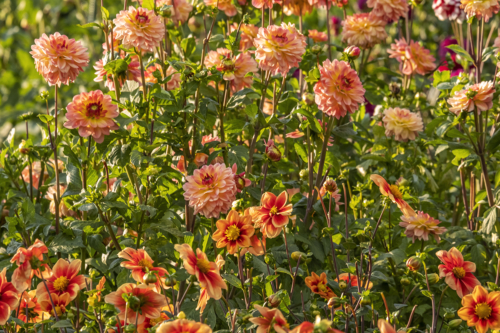 Dahlien pflanzen und pflegen Foto: AdobeStock_AnnaReinert