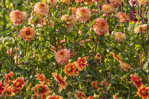 Dahlien pflanzen und pflegen Foto: AdobeStock_AnnaReinert