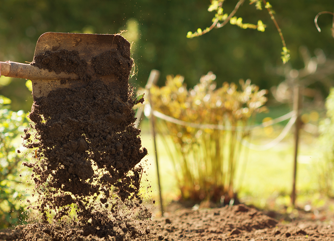 Dahlien pflanzen und pflegen Foto: AdobeStock_alexin21