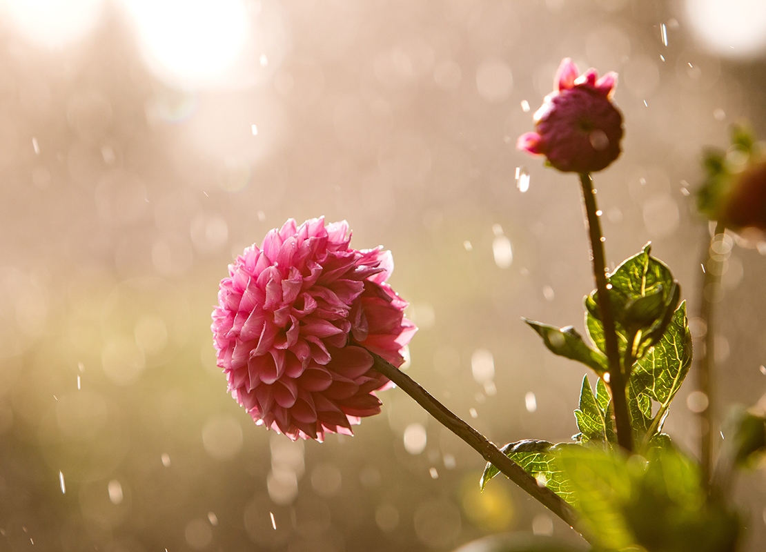 Dahlien pflanzen und pflegen Foto: AdobeStock_joern_gebhardt