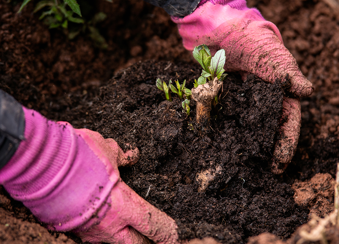 Dahlien vorziehen Foto: AdobeStock_Maksims