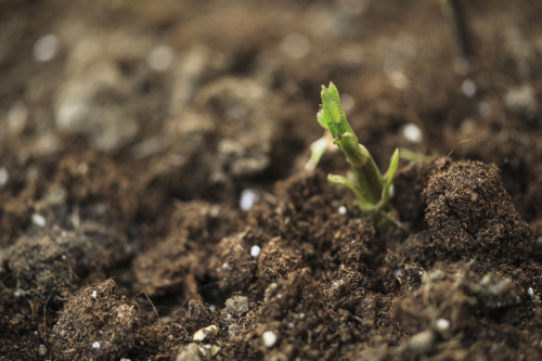 Dahlien vorziehen Foto: AdobeStock_Susi Pangaribuan