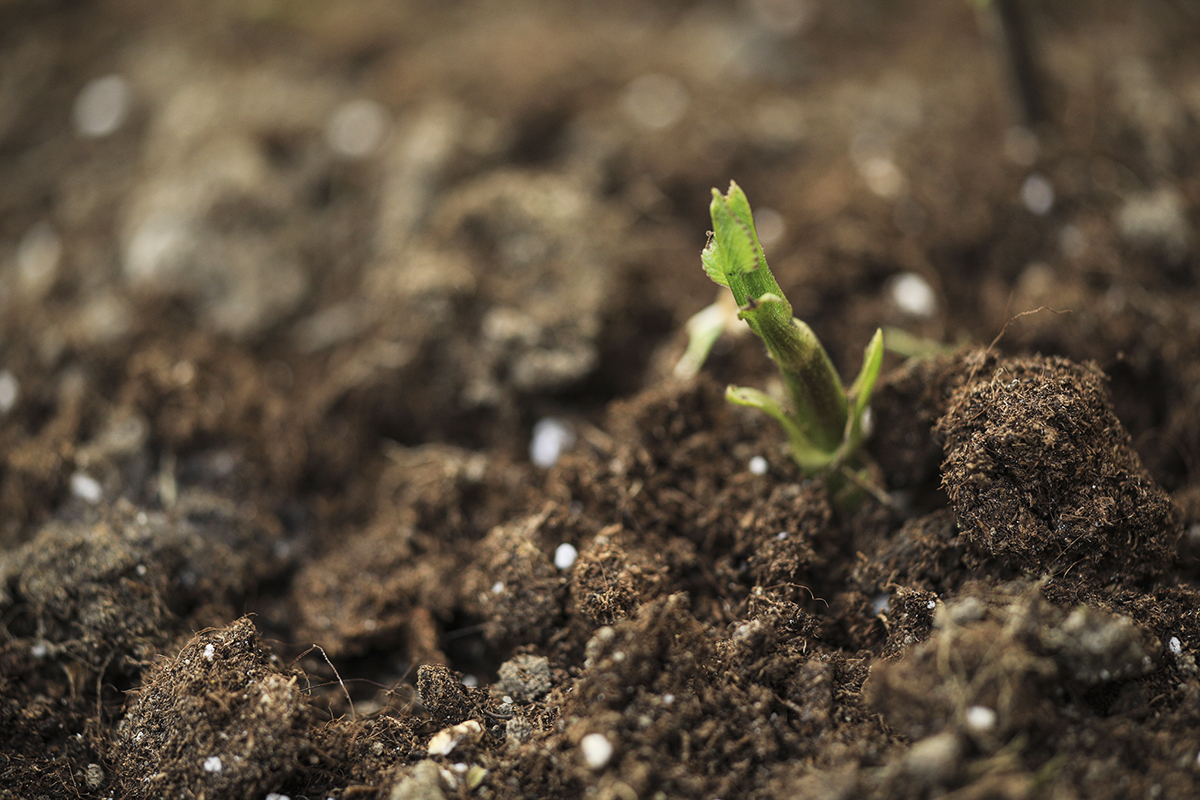 Dahlien vorziehen und ihre Blütezeit länger genießen GartenFlora