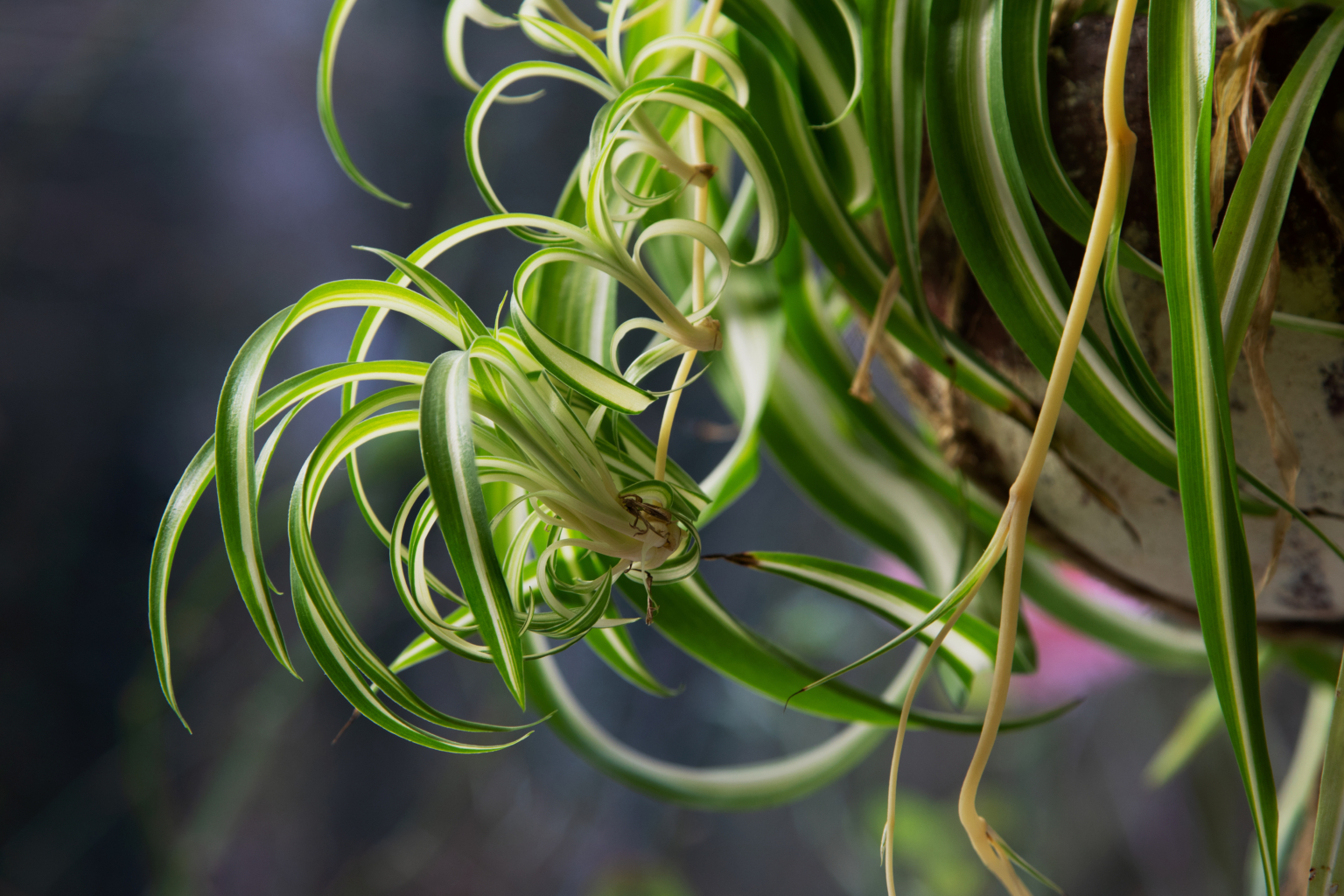 Grünlilie Was sie für einen prächtigen Wuchs benötigt GartenFlora