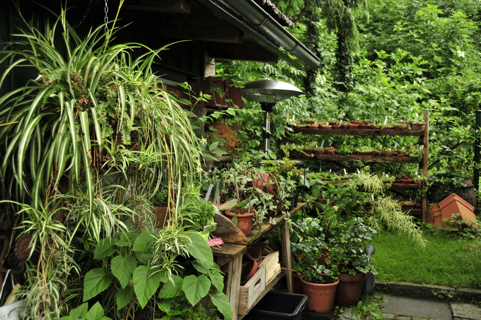 Grünlilie Was sie für einen prächtigen Wuchs benötigt GartenFlora
