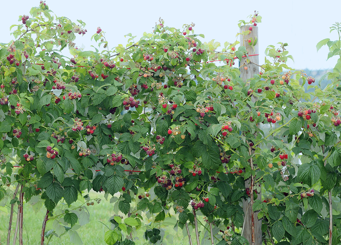 Himbeere schneiden Foto: AdobeStock_HVPM-dev