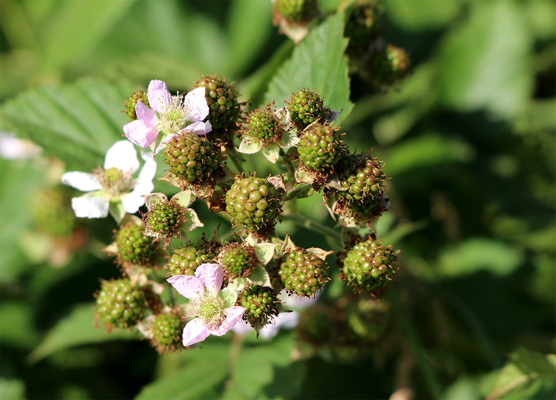 Himbeere schneiden Foto: AdobeStock_hecos