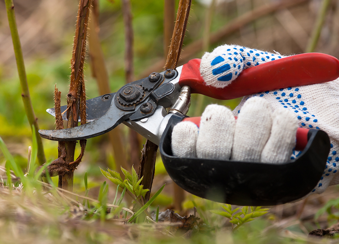 Himbeere schneiden Foto: AdobeStock_rodimovpavel