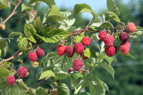 Himbeere schneiden Foto: AdobeStock_HVPM-dev