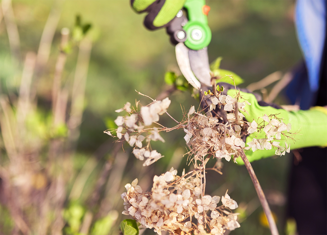 Hortensien schneiden Foto: AdobeStock_Valerii Honcharuk