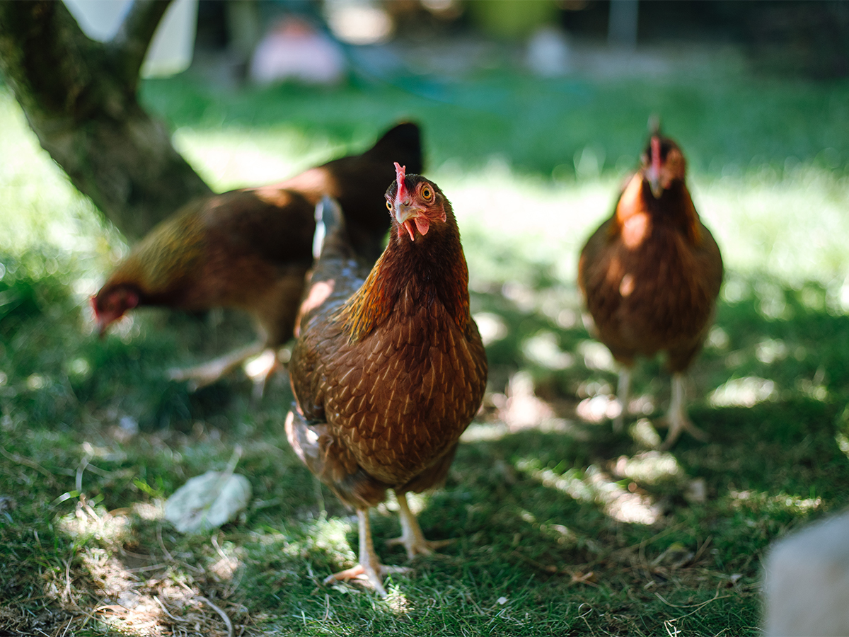 Hühner im Garten halten Foto:  AdobeStock_Katrin Friedl  