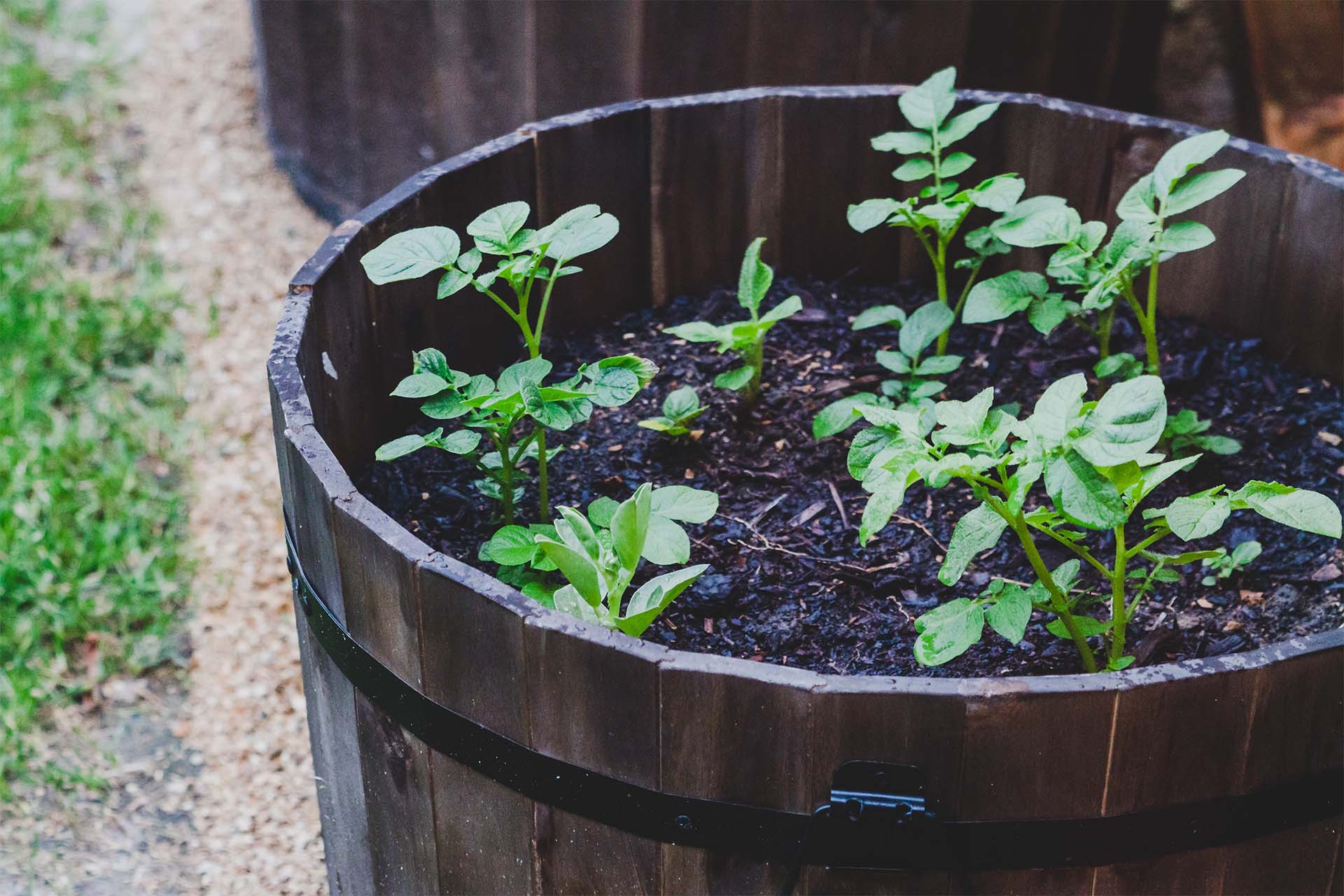 Kartoffeln im Topf anbauen Erntespaß auf kleinem Raum GartenFlora