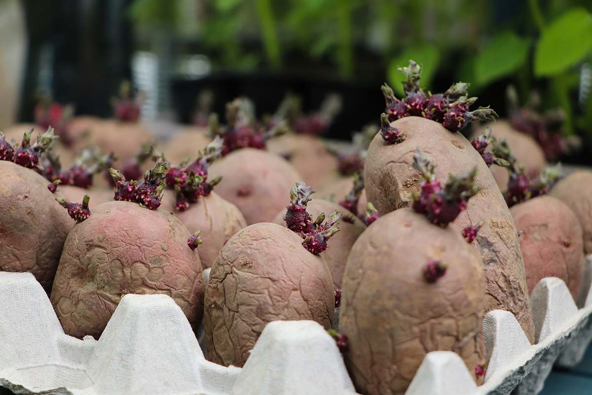 Kartoffeln im Eierkarton vorkeimen [Foto: AdobeStock_Christine Kuchem]