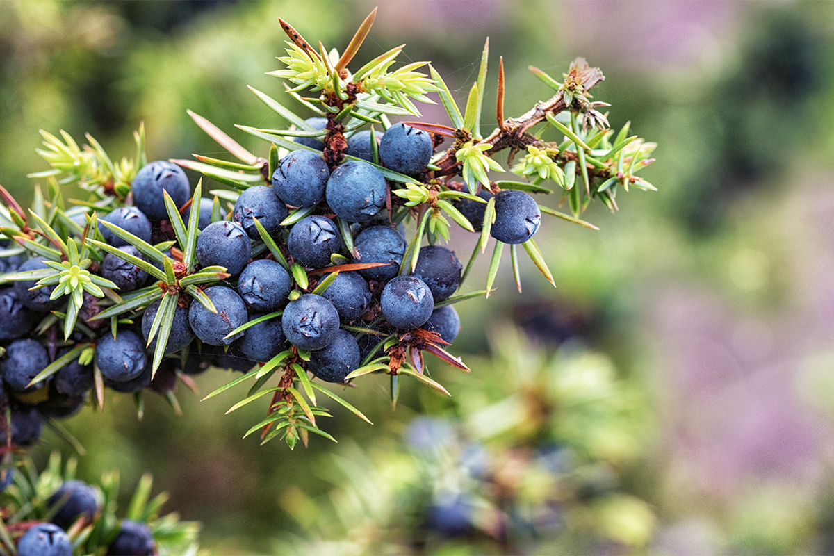 Koniferen Foto: AdobeStock_Ingo Bartussek