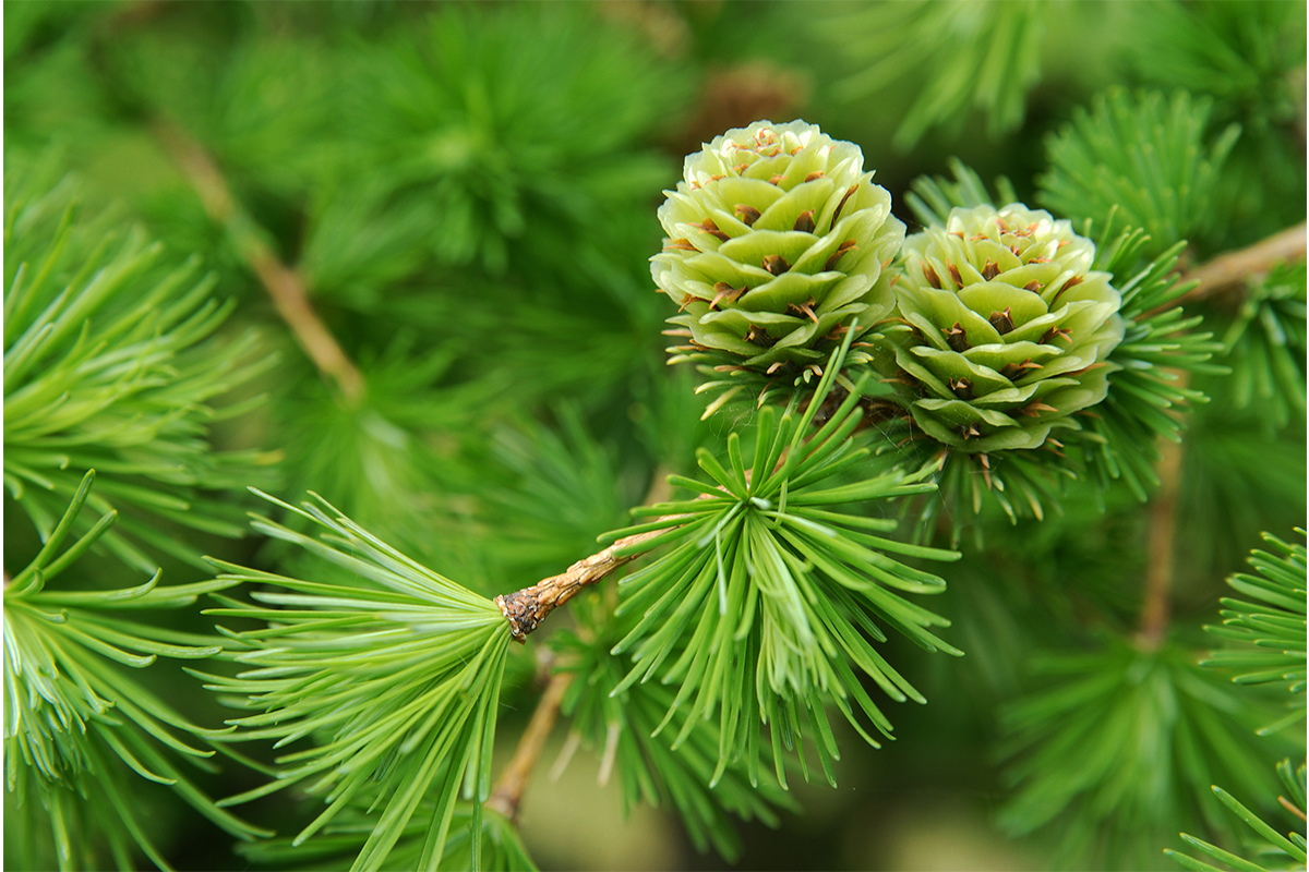 Koniferen Immergrüne Farbvielfalt für den Garten GartenFlora