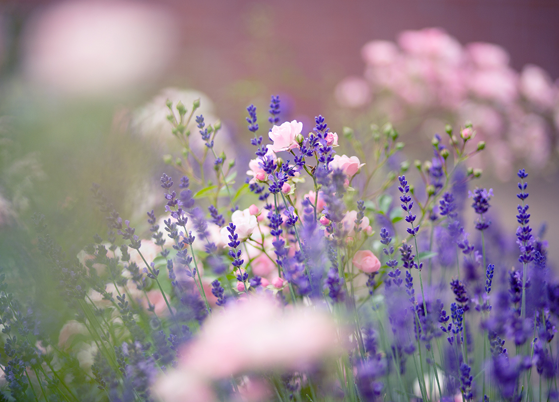 Lavendel pflanzen Foto: AdobeStock_Claudia Marx