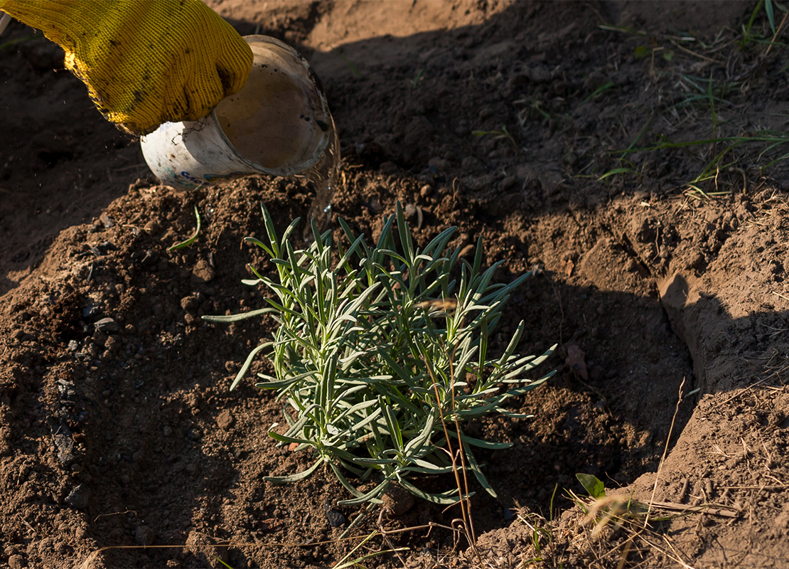 Lavendel pflanzen Foto: AdobeStock_Iryna