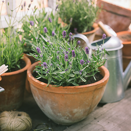 Lavendel pflanzen Foto: AdobeStock_petropavlovskaja