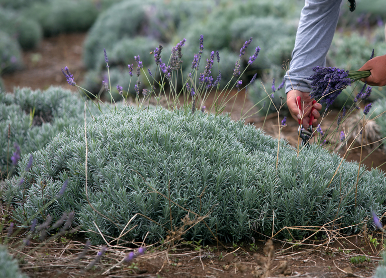 Lavendel schneiden Am besten zweimal im Jahr GartenFlora