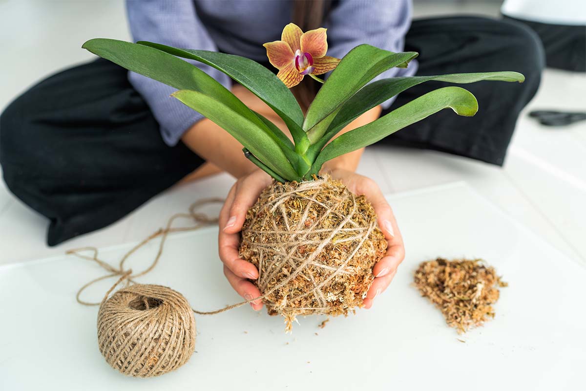 Sie müssen Orchideen nicht umtopfen, sondern können die Wurzeln auch in einen Mossball (Foto) wickeln. [Foto: AdobeStock_Maridav]