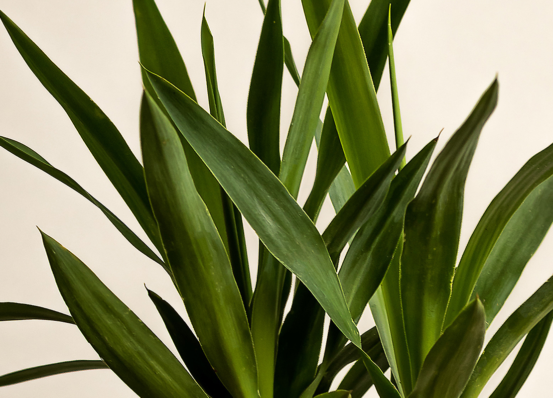 Pflanzen fürs Bad Foto: AdobeStock_Ivan