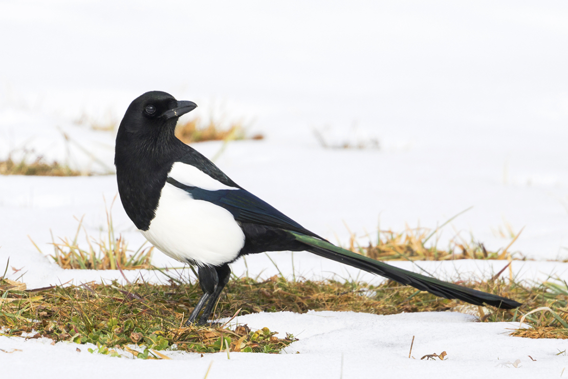 Elster auf verschneitem Rasen [Foto: AdobeStock_AGAMI]