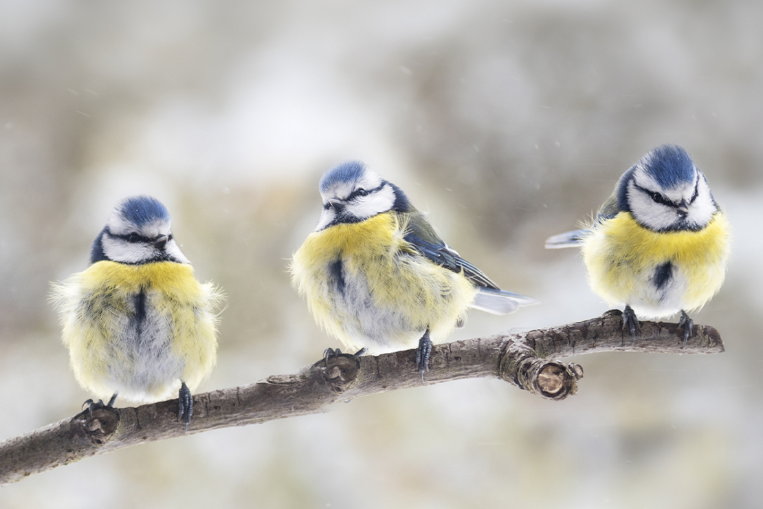 Diese Gartenvögel (Blaumeisen) lassen sich leicht bestimmen [Foto: AdobeStock_Maren Winter]