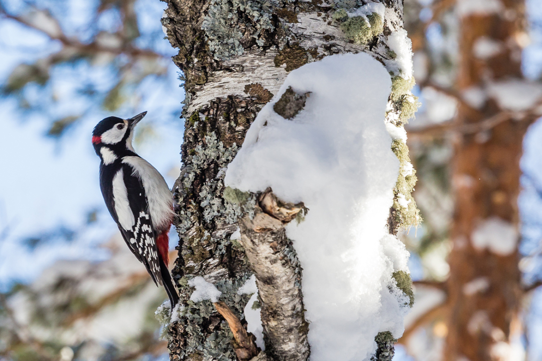 Specht an einem Baumstamm im Winter [Foto: AdobeStock_Nikolai Korzhov]